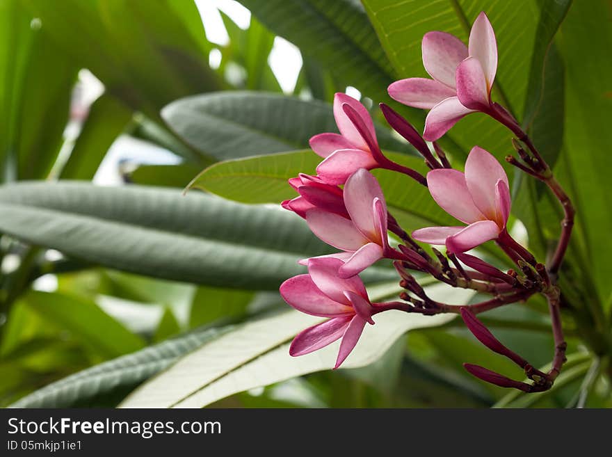 Pink Frangipani Flower Or Plumeria Tree