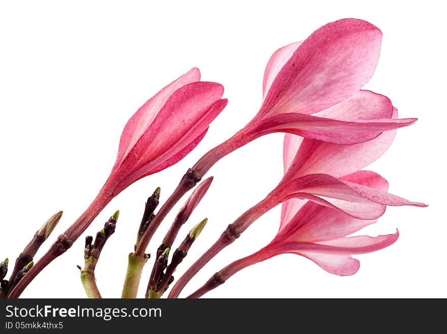 Pink frangipani flower or plumeria