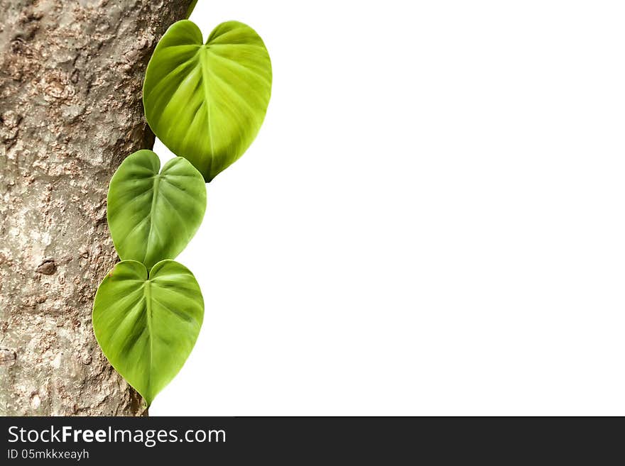 Climbing Plants On Trunk With White Background