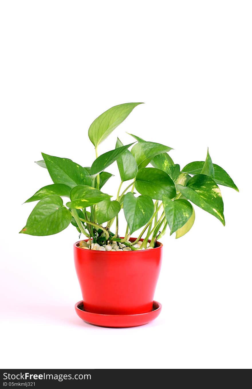 Indoor houseplant known as Pothos, easiest plant to grow at home. Isolated on white background. Indoor houseplant known as Pothos, easiest plant to grow at home. Isolated on white background