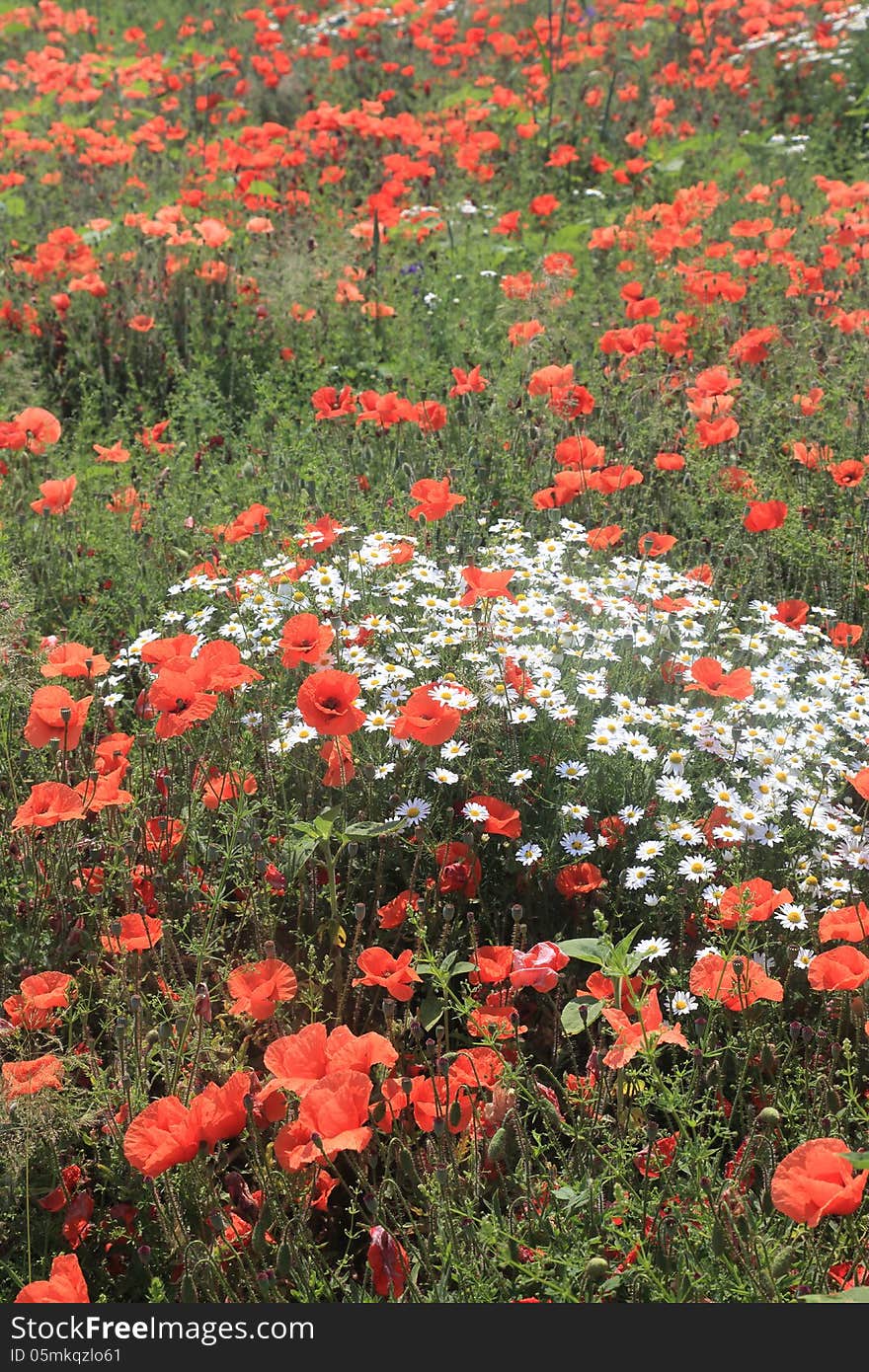 Mass of Wild Chamomile Flowers