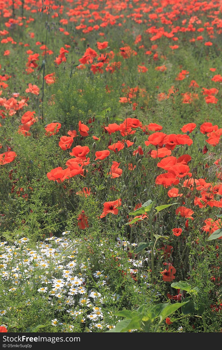 Part of a field unused for agriculture, which is covered all over with wild growing camomile and red poppy flowers. Room for text. Part of a field unused for agriculture, which is covered all over with wild growing camomile and red poppy flowers. Room for text