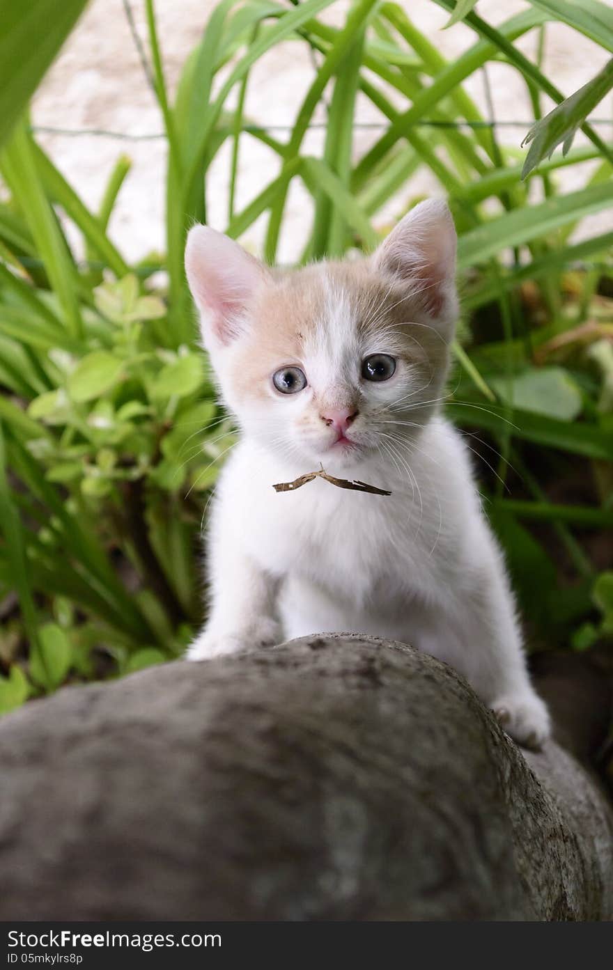 Kitten climbed up the tree