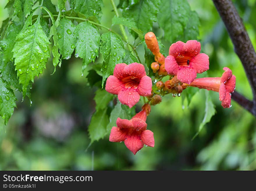 Garden flowers, named turk's pipe, in the rain. Garden flowers, named turk's pipe, in the rain