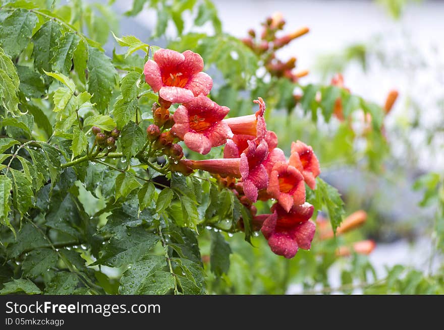 Flowers In The Rain