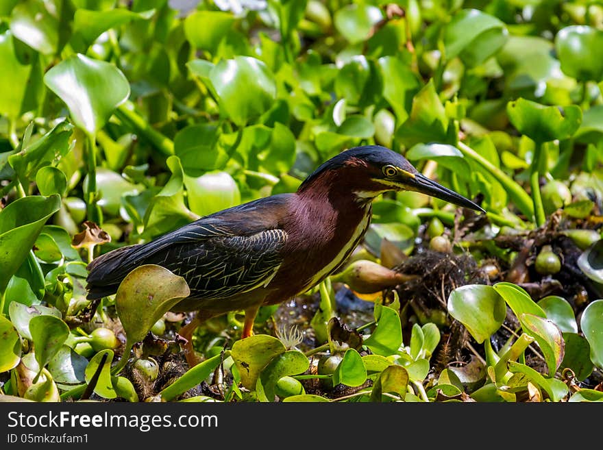 A Good Profile Shot of a Small Heron, or Wading Bird, Called a Green Heron (Butorides virescens) About to Catch a Crayfish (Crawfish) (mud bug) for Lunch in the Swampy Waters of the 40 Acre Lake at Brazos Bend, Texas. A Good Profile Shot of a Small Heron, or Wading Bird, Called a Green Heron (Butorides virescens) About to Catch a Crayfish (Crawfish) (mud bug) for Lunch in the Swampy Waters of the 40 Acre Lake at Brazos Bend, Texas.