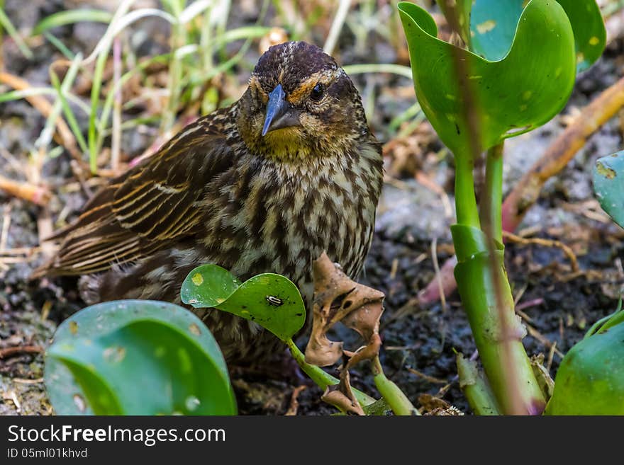 An Extreme Closeup Shot of a Small Winter Wren Looking for Food.