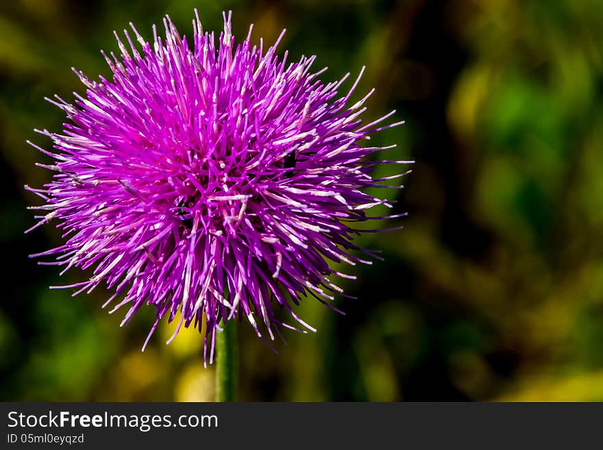 A Bull Thistle or Spear Thistle (Cirsium vulgare) in Full Bloom (I think). A Bull Thistle or Spear Thistle (Cirsium vulgare) in Full Bloom (I think).