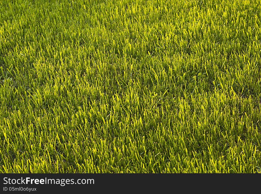 Field of green grass, lit by the sun