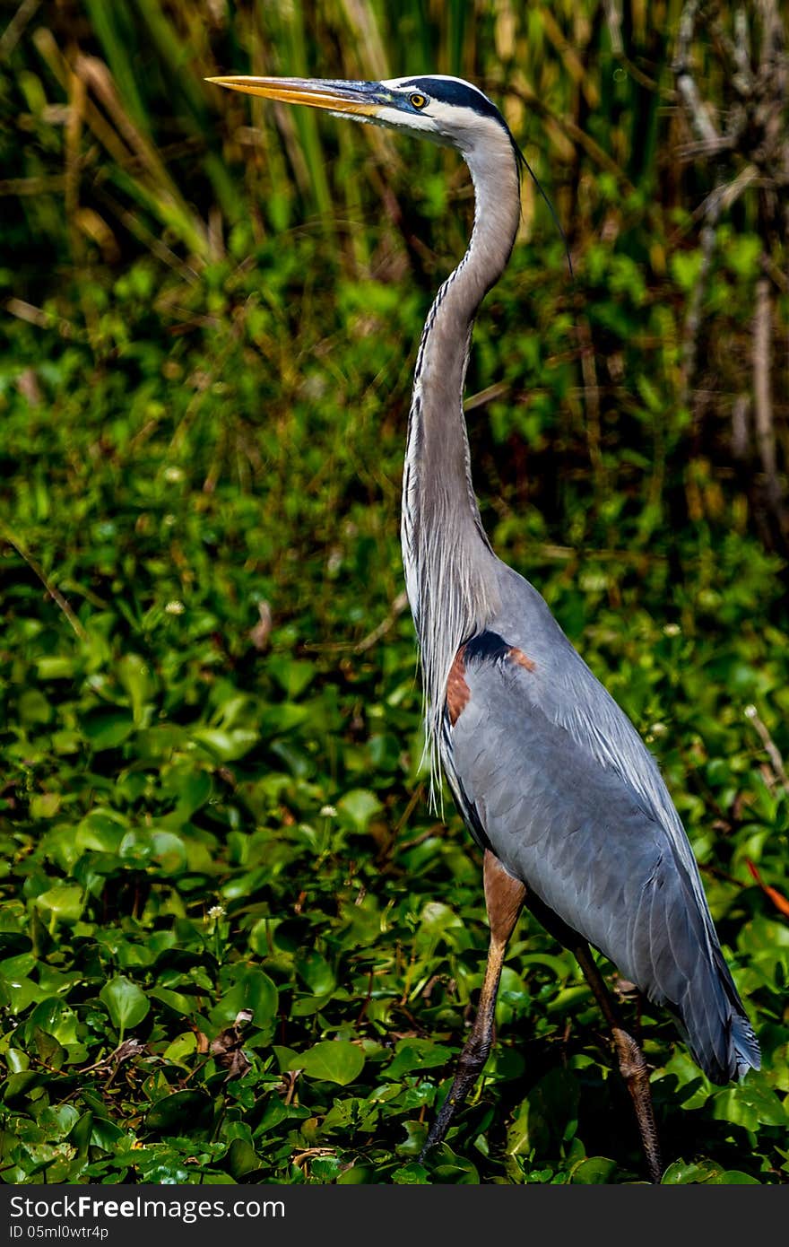 A Great Closeup Shot of a Wild Great Blue Heron (Ardea herodias) at 40 Acre Lake, Stalking a Large Bowfin Fish in the Backwaters of Brazos Bend, Texas. A Great Closeup Shot of a Wild Great Blue Heron (Ardea herodias) at 40 Acre Lake, Stalking a Large Bowfin Fish in the Backwaters of Brazos Bend, Texas.