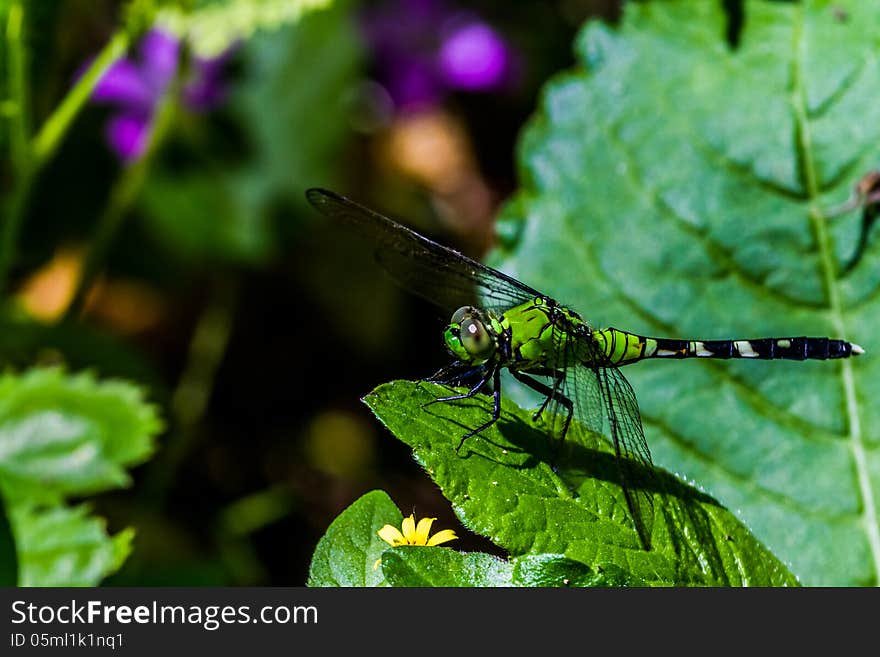 A Green And Black Female Dragonfly On A Green Leaf