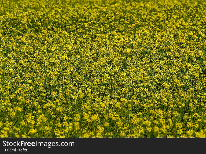 Close Wide Angle Shot of Beautiful Bright Yellow Flowering Field of Canola Plants.