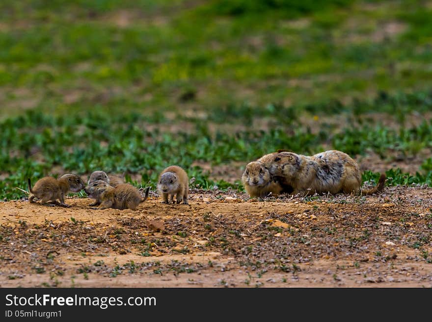 Wild Oklahoma Prairie Dogs In Intense Communications.