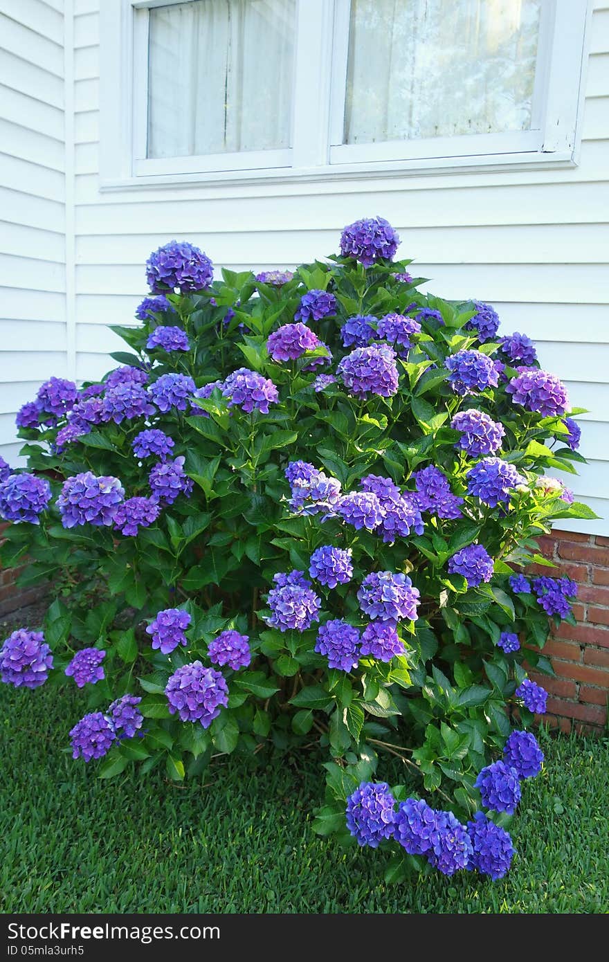 Healthy Tall Purple Hydrangea Bush Below Window An