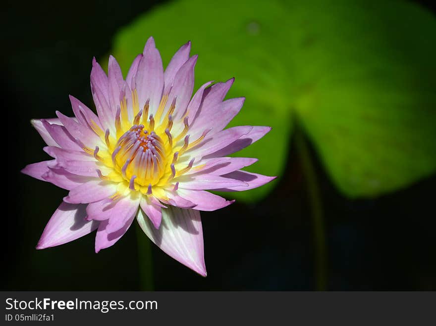 Tropical water lily nymphaea nymphaeaceae pink platter and lily pad. Tropical water lily nymphaea nymphaeaceae pink platter and lily pad