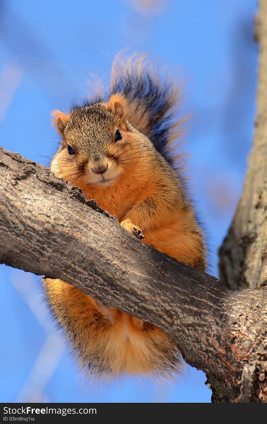 Squirrel on tree looking at you