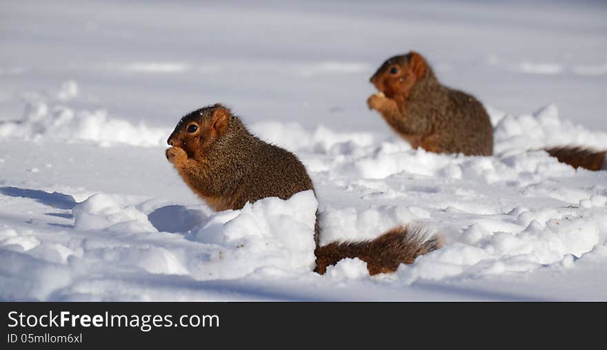 Two squirrels in snow eating