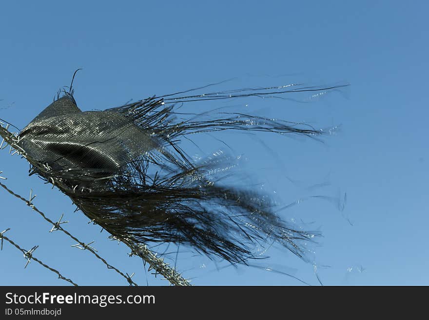 Barbed wire with wavers plastic bag at blue background. Barbed wire with wavers plastic bag at blue background.