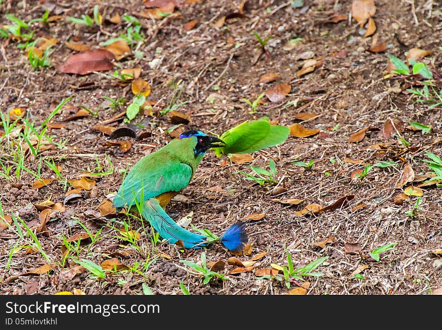 Blue-crowned Motmot killing a big green Katydid. Blue-crowned Motmot killing a big green Katydid