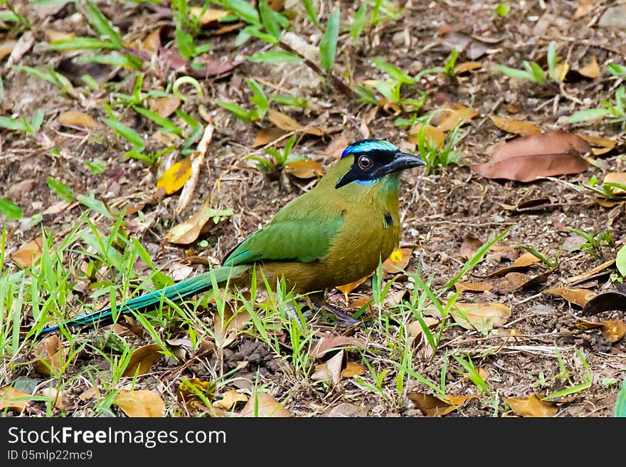 Blue-crowned Motmot with brown eyes at Gamboa