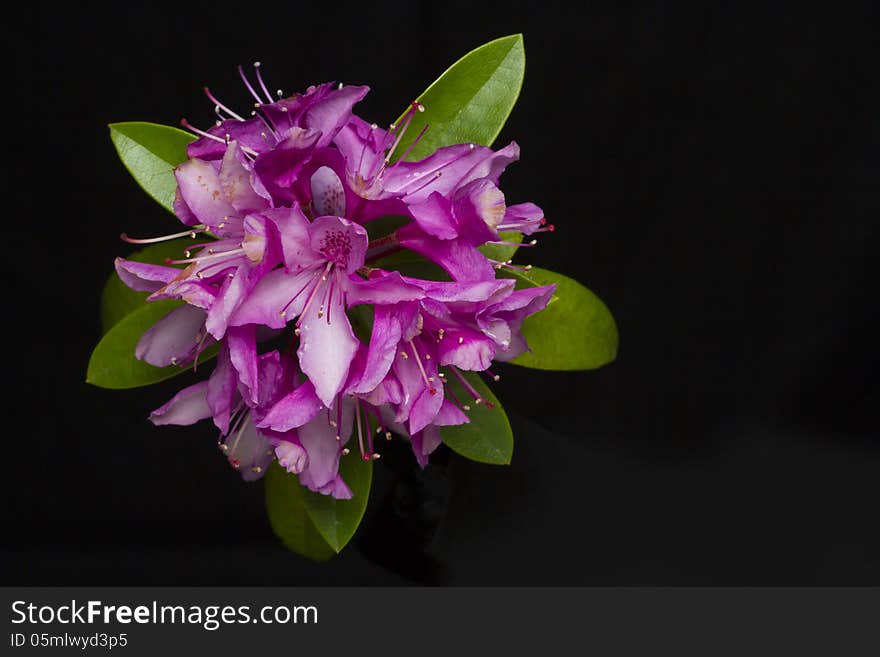 Horizontal photo of Fuchsia Rhododendron with green leaves on black background