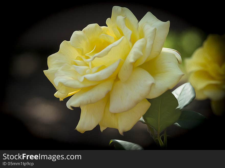 Yellow Rose