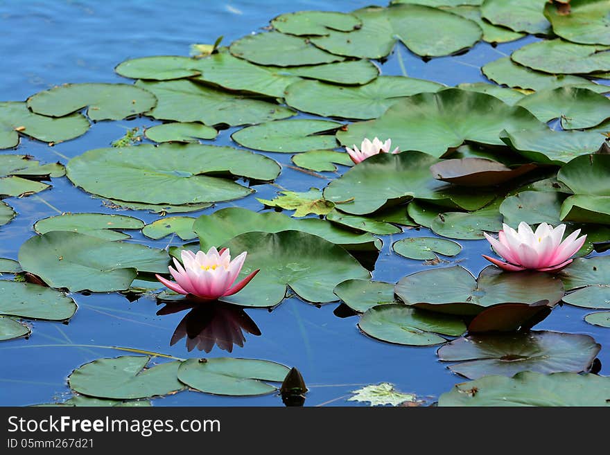 Beautiful photo of blooming pink water lilies in a water garden.