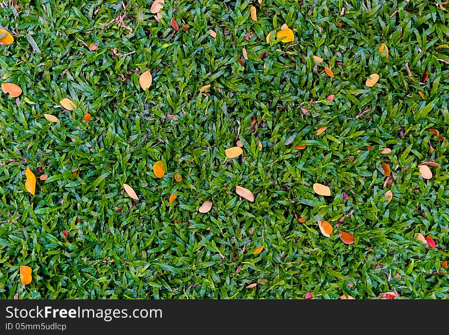 Green grass with some orange dry leave in the park