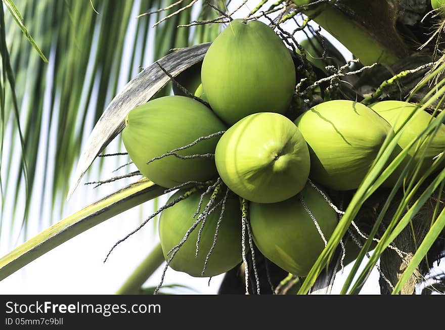 Green coconut fruit with leaf on tree