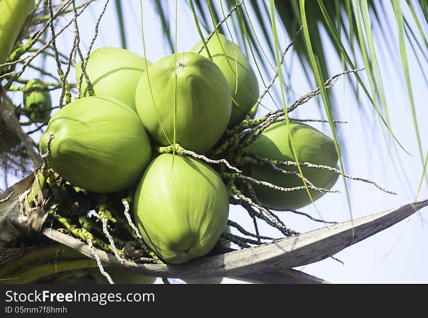 Green coconut fruit with leaf on tree