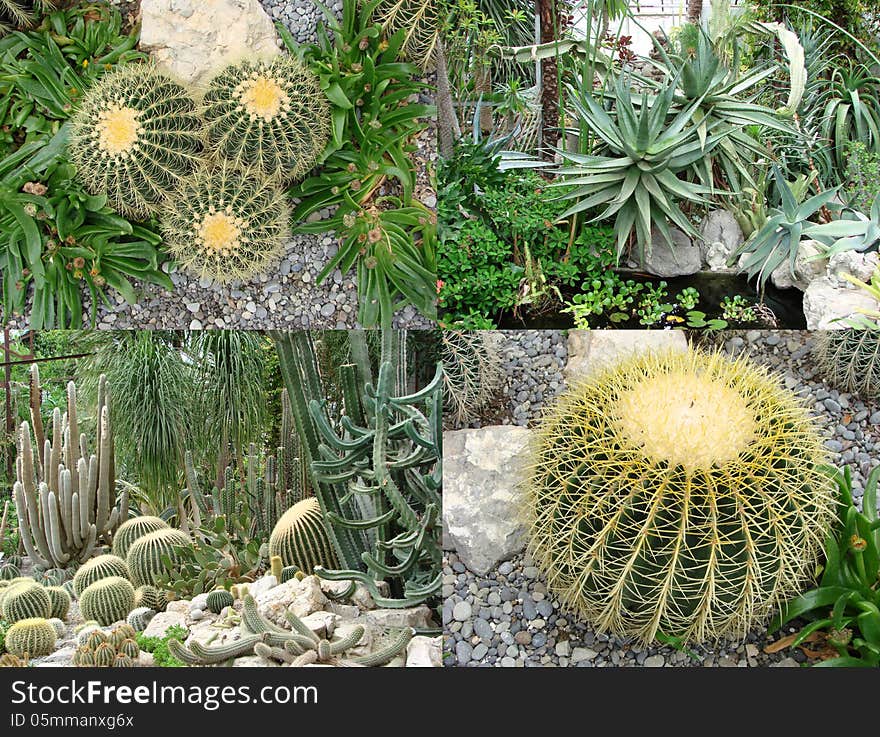 Flowers Cacti Orangery