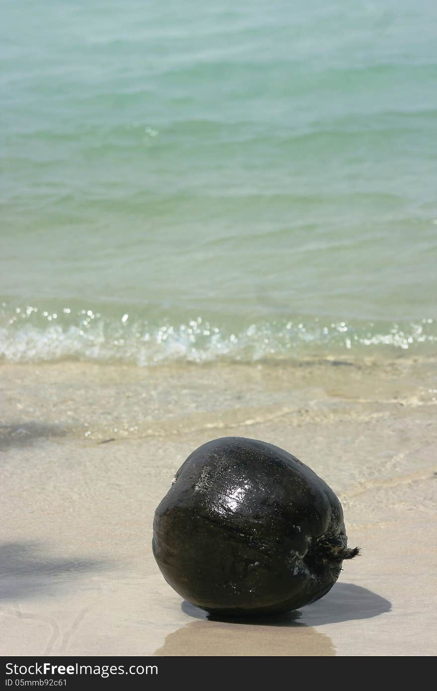 Old coconut washed up on the beach