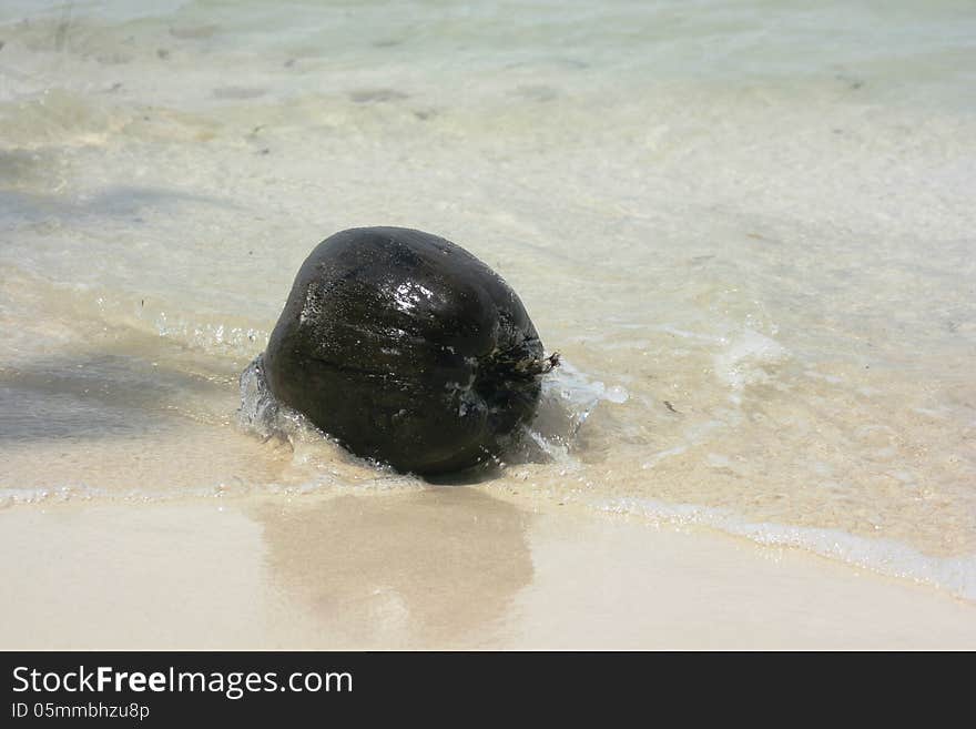 Old coconut washed up on the beach