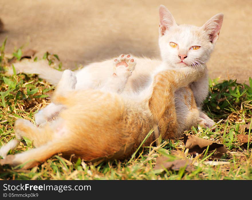 Cat Playing On The Ground