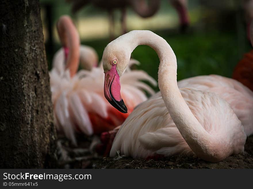 And his pink flamingo feathers