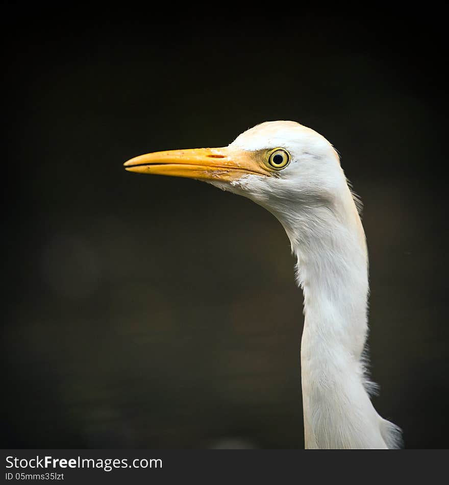 Heron portrait of zoo and yellow beak. Heron portrait of zoo and yellow beak