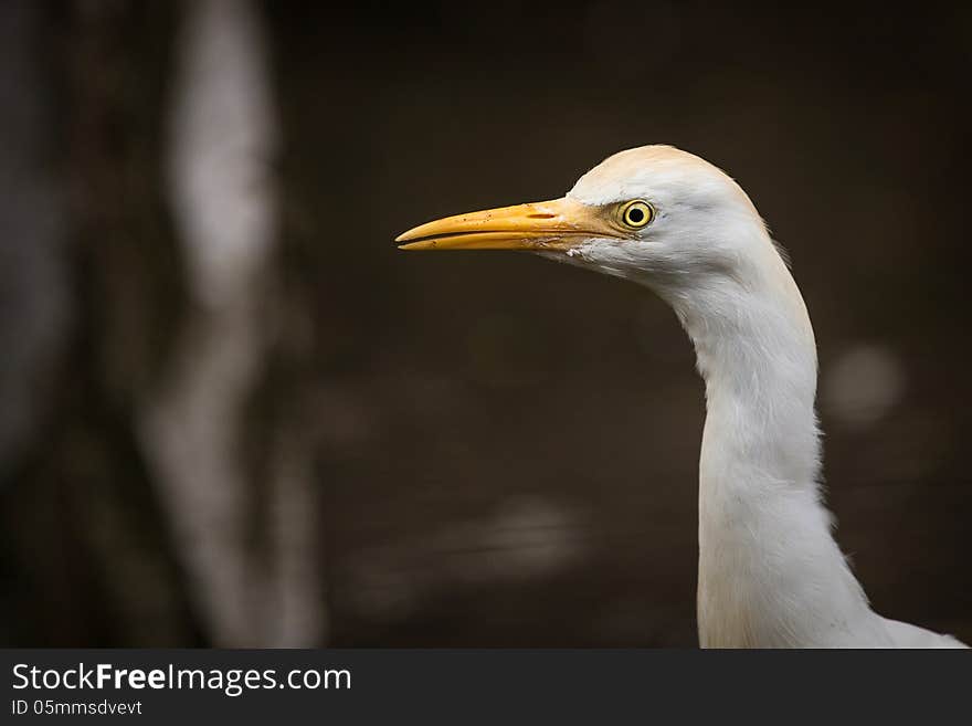 Heron portrait of zoo and yellow beak. Heron portrait of zoo and yellow beak