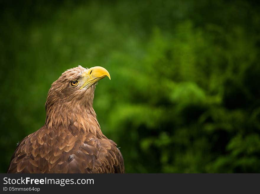 Eastern Eagle and his portrait