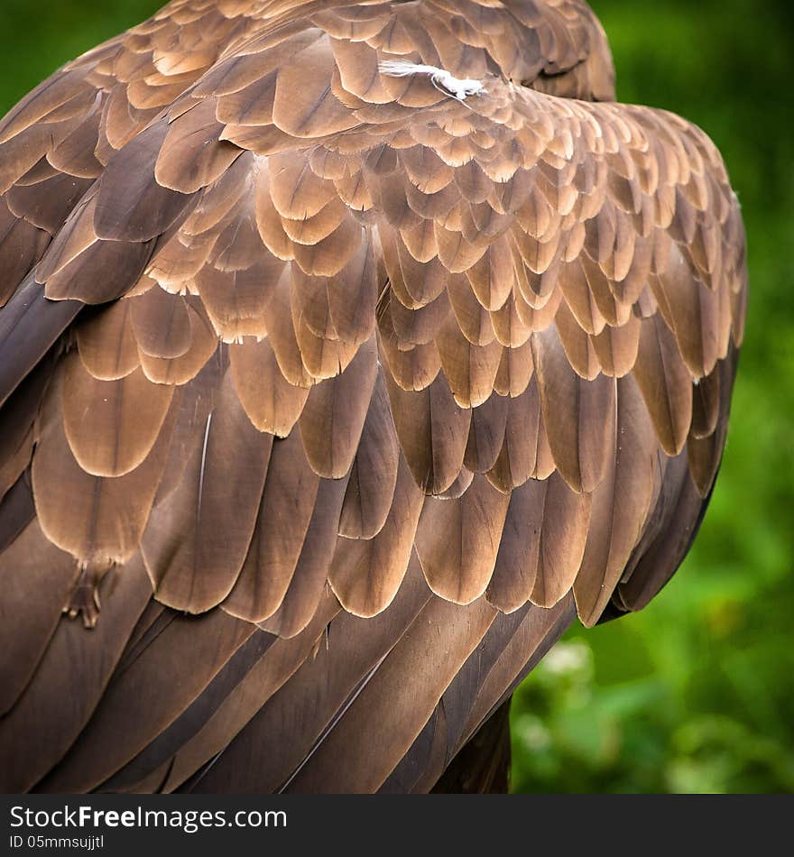 Eagle Eastern detail its wings