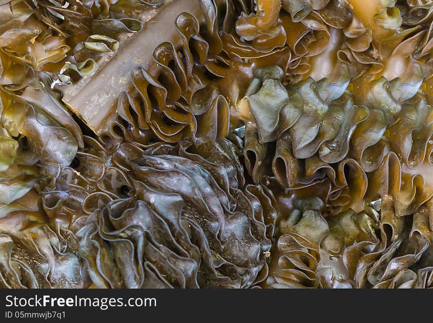 Group of japanese fresh mushroom. Group of japanese fresh mushroom