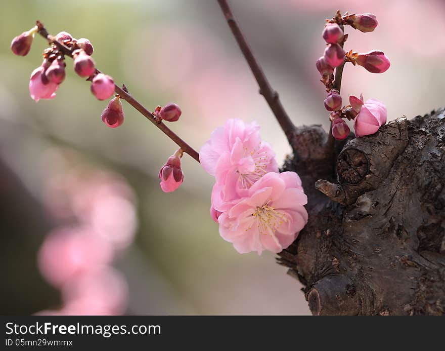 Close up of plum blossom in spring