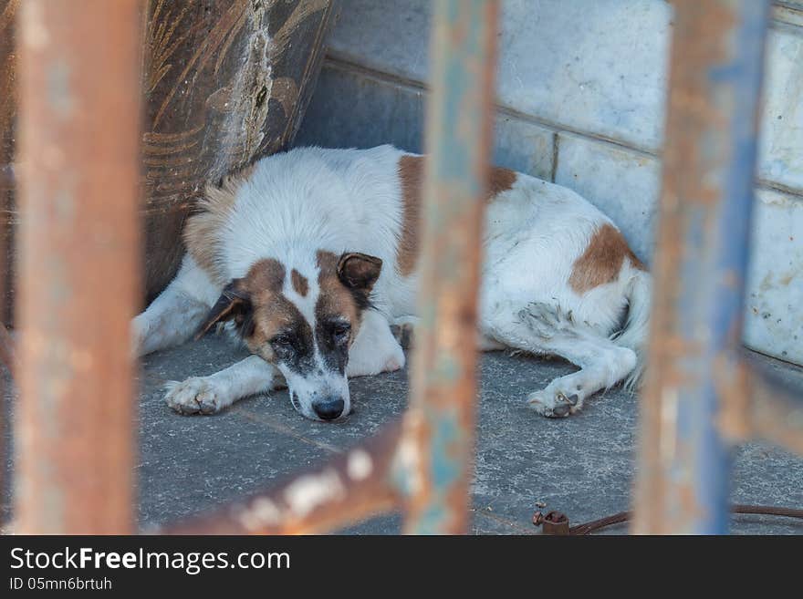 Stray dog resting near construction site.