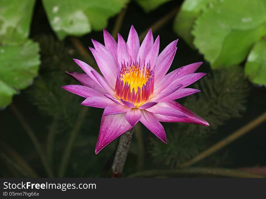 Pink and purple lotus blooming in swamp