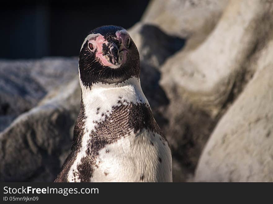 Peruvian Penguin (also teremd Humboldt Penguin) (Spheniscus humboldti)