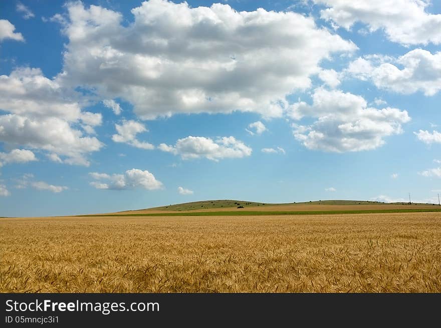 Wheat field with blue sky with scattered clouds. Wheat field with blue sky with scattered clouds