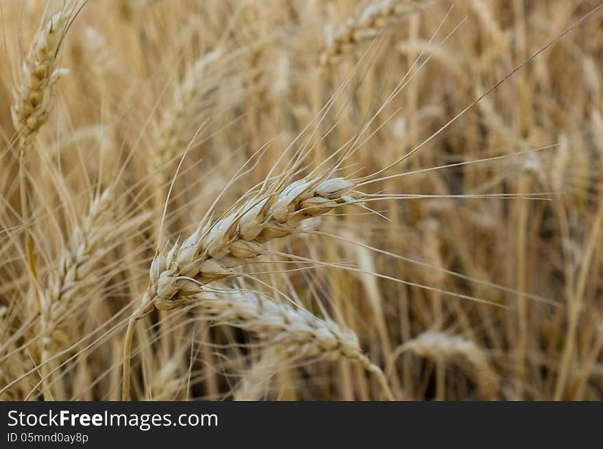 Close-up of wheat ear. Close-up of wheat ear