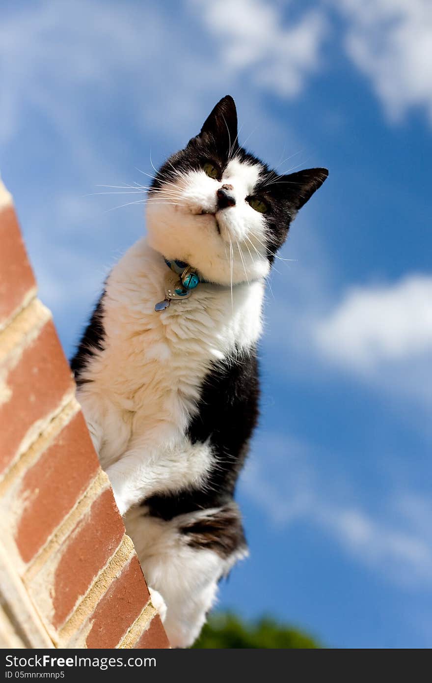 Black and white cat