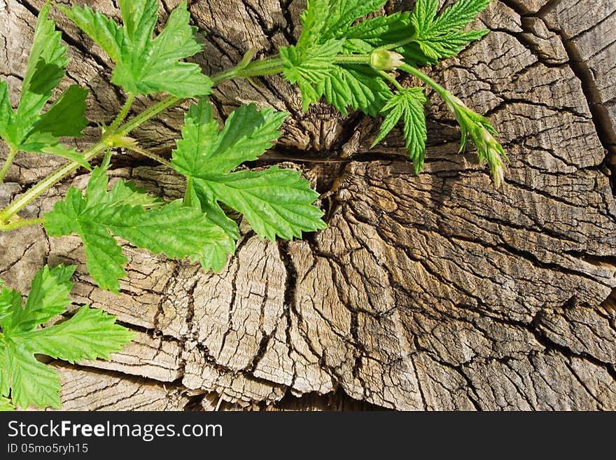 Green branch on the background of an old tree stump. Green branch on the background of an old tree stump