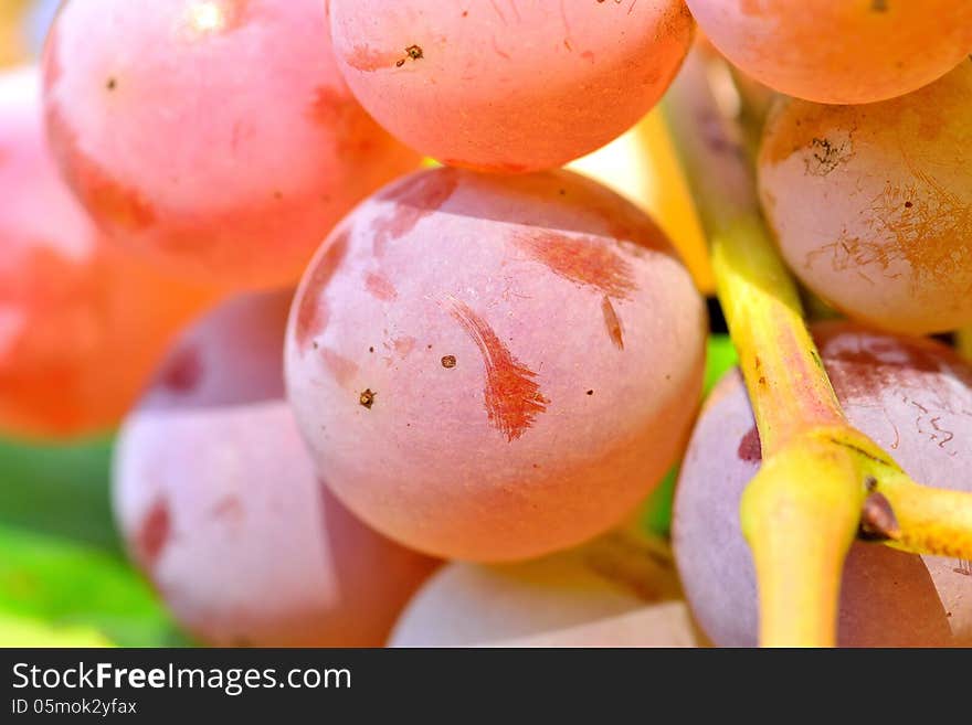 Ripe grapes growing in the garden