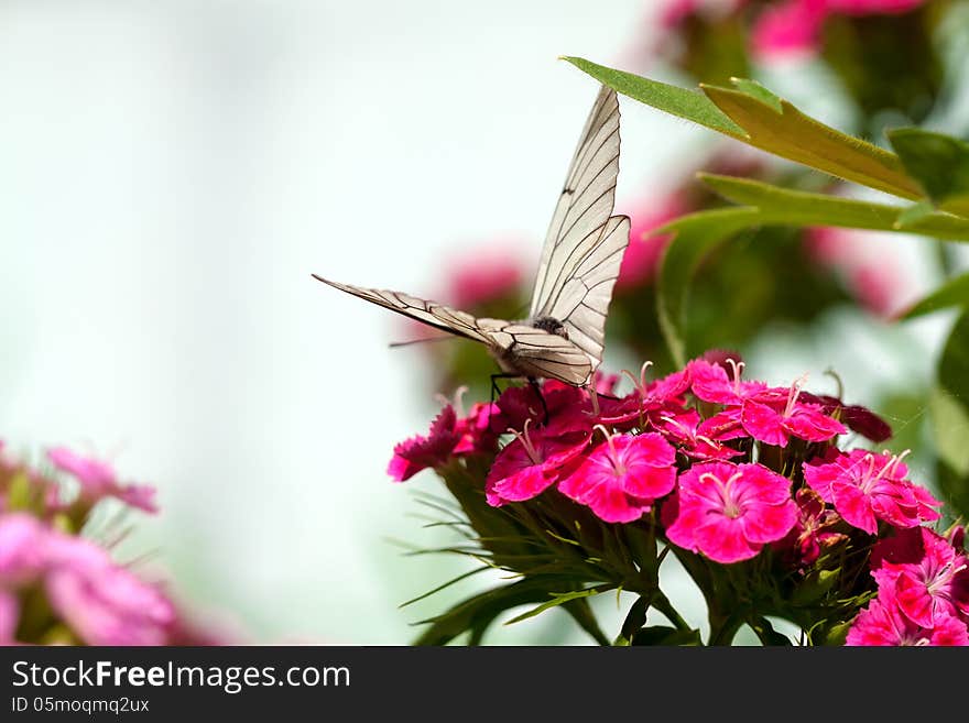 The beautiful white butterfly sits on flowers. The beautiful white butterfly sits on flowers